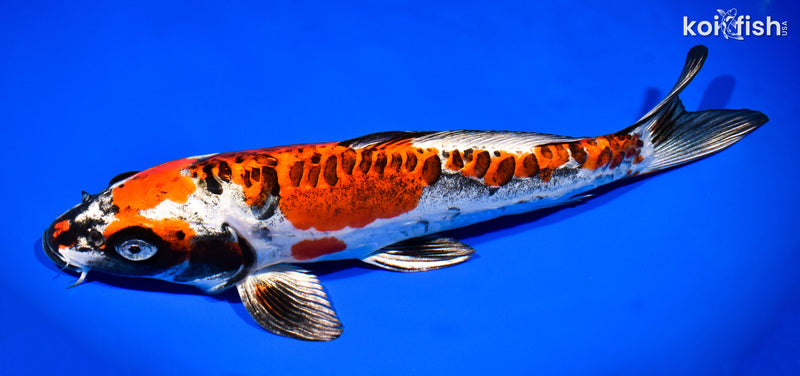 13" BENI KIKOKURYU