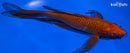 9.75" CHAGOI BUTTERFLY