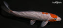 9.5" OCHIBA SHIGURE