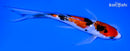 6.75" GINRIN SANKE BUTTERFLY