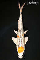 8.75" KUJAKU
