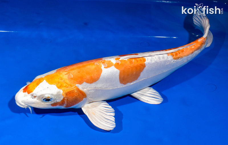 14.25" KIKUSUI