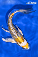 8.5" KUJAKU BUTTERFLY
