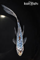 8.5" SHUBUNKIN GOLDFISH