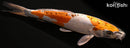 13.25" KIN KIKOKURYU