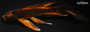 8.25" KIN ORENJI MATSUBA BUTTERFLY