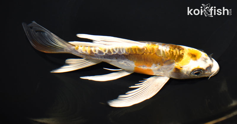 7.25" KIN KIKOKURYU BUTTERFLY