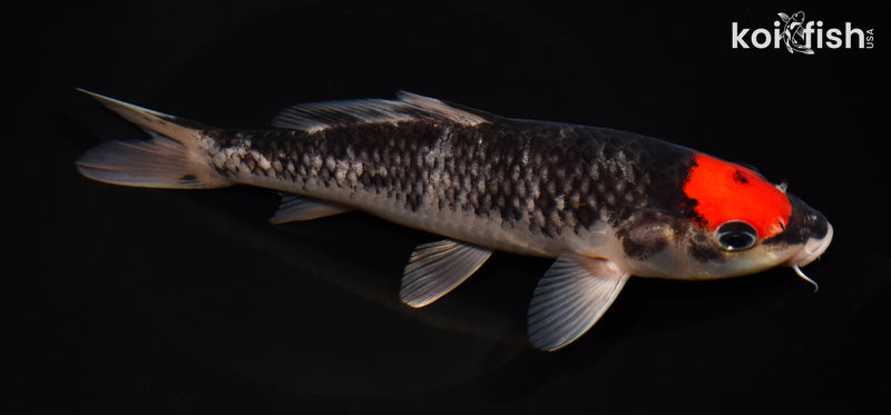 8.5" TANCHO GOSHIKI