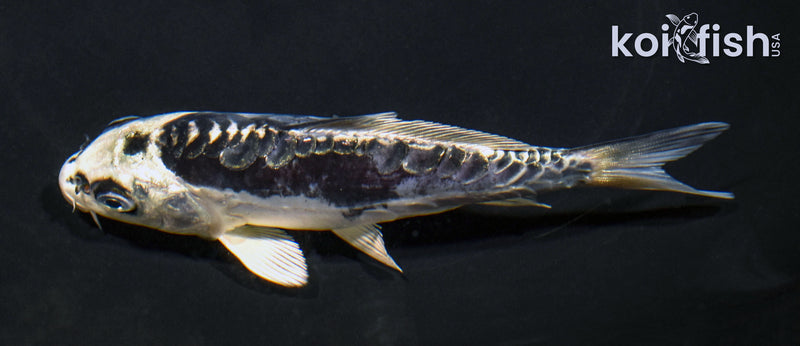 5.25" ARAGOKE KIKOKURYU