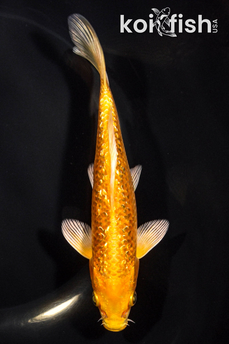 6" GINRIN YAMABUKI OGON