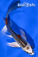 4.75" KUJAKU BUTTERFLY
