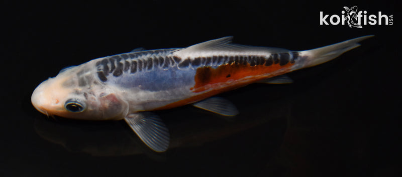 6" SHUSUI