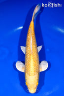 11.75" GINRIN YAMABUKI OGON