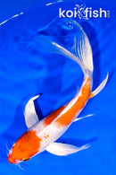 7.75" HARIWAKE BUTTERFLY