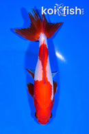 5.75" SARASA WAKIN GOLDFISH