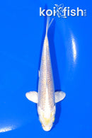 4.75" GINRIN HARIWAKE