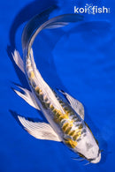 8.5" KIN KIKOKURYU BUTTERFLY