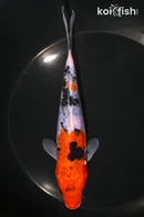 6.75" DOITSU SANKE