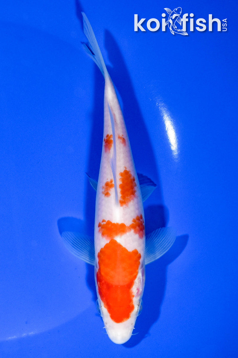 6" KOHAKU