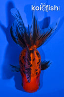 4.25" CALICO ORANDA GOLDFISH