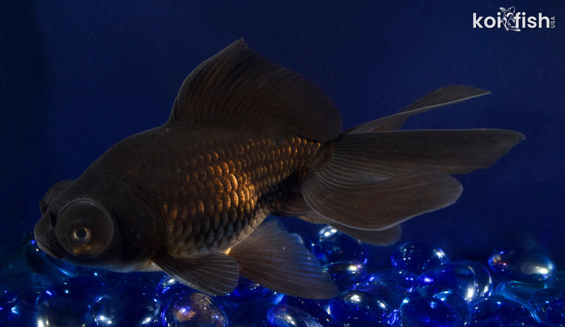 5.5" BLACK MOOR GOLDFISH