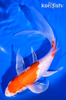 9" GINRIN HARIWAKE BUTTERFLY