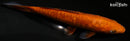 7.25" DOITSU CHAGOI