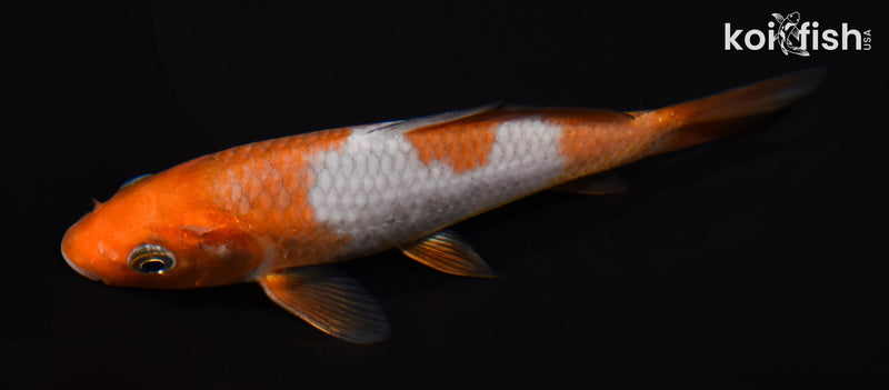 5.25" OCHIBA SHIGURE