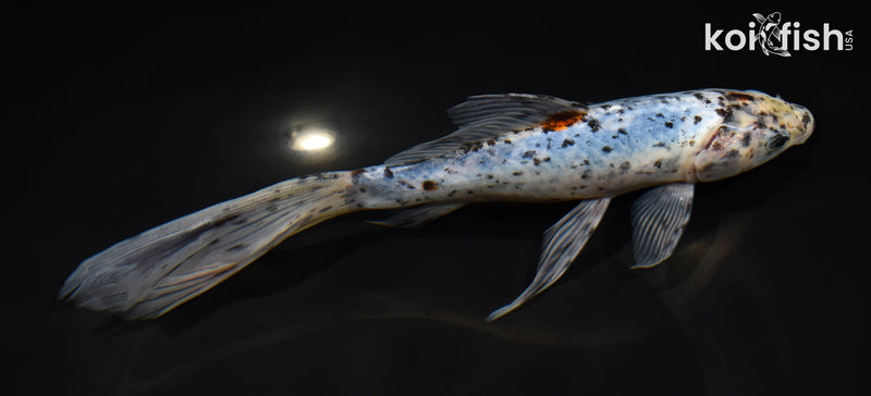 8.5" SHUBUNKIN GOLDFISH