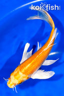 8" HARIWAKE BUTTERFLY