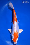 10.25" KIKUSUI