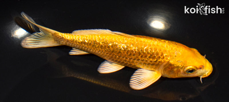 6" GINRIN YAMABUKI OGON