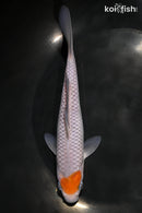7.5" TANCHO OCHIBA SHIGURE