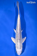 7.75" GIN MATSUBA