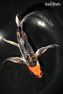 9" BENI KIKOKURYU BUTTERFLY