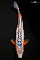 14.5" SHUSUI