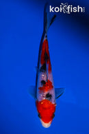 5.75" GINRIN SANKE