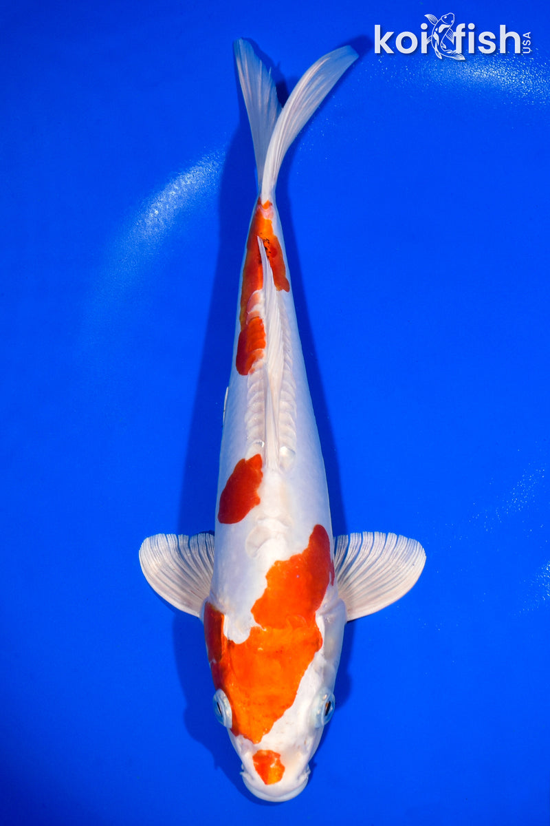 12.5" KIKUSUI