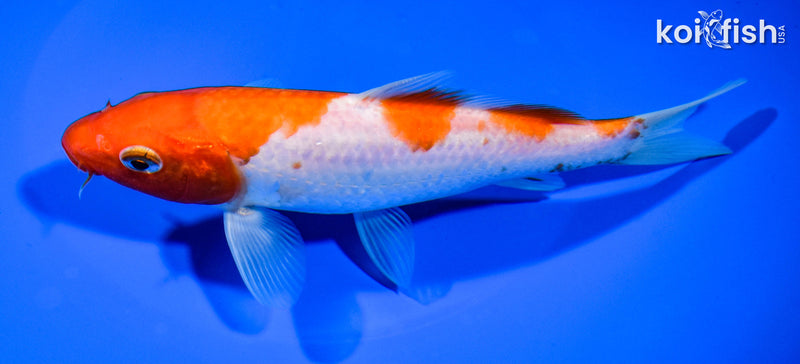 6.5" YONDAN KOHAKU