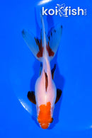 5.5" WATONAI GOLDFISH