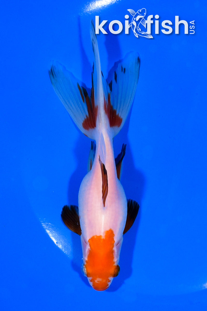 5.5" WATONAI GOLDFISH