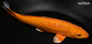 9.25" DOITSU METALLIC CHAGOI