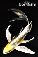 8.75" ARAGOKE KIN KIKOKURYU BUTTERFLY