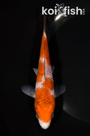 6.25" OCHIBA SHIGURE
