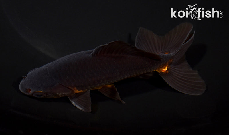 5" WATONAI GOLDFISH