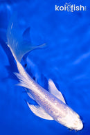 5" GINRIN PLATINUM OGON BUTTERFLY