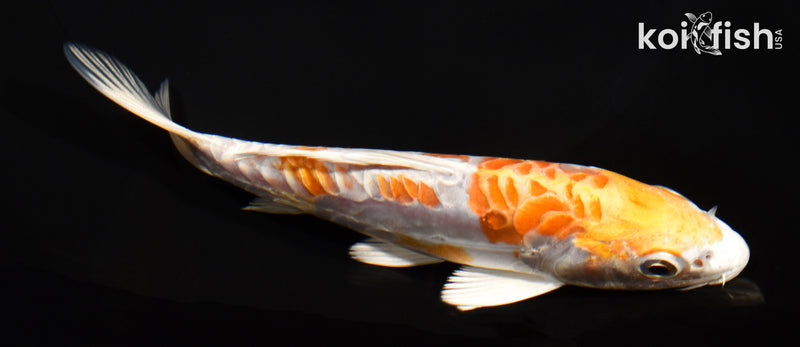 5.25" DOITSU HARIWAKE