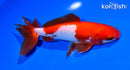 5.75" SARASA WAKIN GOLDFISH