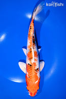 10.75" YAMATO NISHIKI