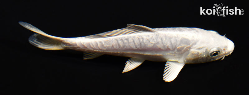 5" ARAGOKE DOITSU PLATINUM OGON